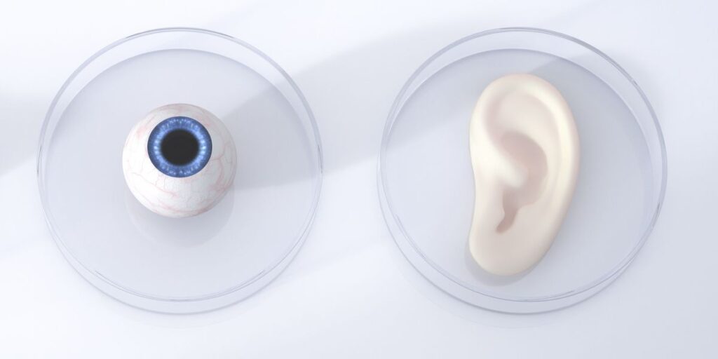 Los humanos podrían desarrollar un sexto sentido, dicen los científicos