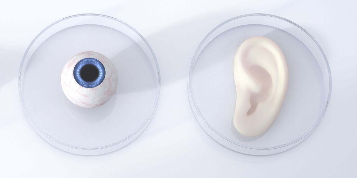 Los humanos podrían desarrollar un sexto sentido, dicen los científicos