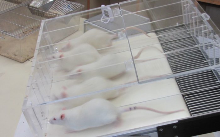 Vacuna diseñada para proteger contra las variantes de la Covid-19 genera respuesta inmune en ratas