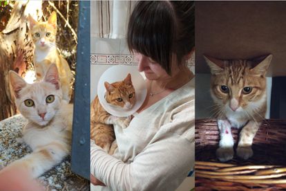 De izquierda a derecha: los hermanos 'Caramelo' y 'Seth'; Ángela Peñalba junto a 'Seth' y el gato el día que llegó a su casa.