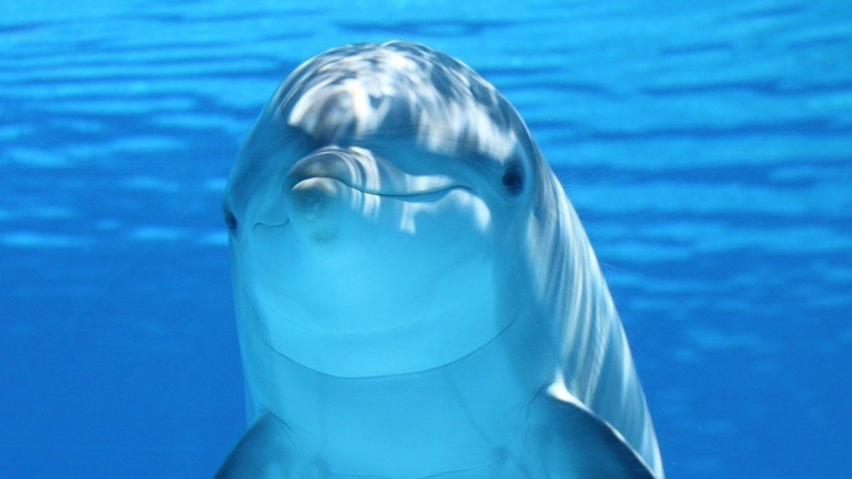 Los 5 animales más inteligentes del mundo