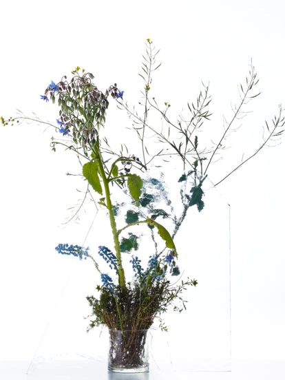 borrajas (Borago officinalis), Euphorbia spinosa, Muscari mill y coles de invierno (Brassica napus).