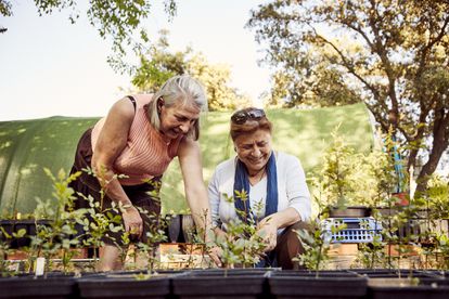 A la derecha, Pilar Gutiérrez, de 63 años y recién jubilada, viene tres días a la semana al vivero y afirma que los árboles pueden vivir sin humanos, pero no al revés. “En mi casa del pueblo trasplantamos cerezos y albaricoques. Y ahora yo planto almendros. ¡No me creo lo que han crecido ya!”, afirma. Su compañera Pilar Vega, informática de 62 años, tiene trayectoria en el ecologismo y ha venido con su perro Cosmos. “Me atrae porque nos estamos cargando todo y esto es una manera de compensar”, entiende.