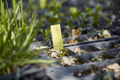 Alcornoques creciendo en el vivero de Tres Cantos.