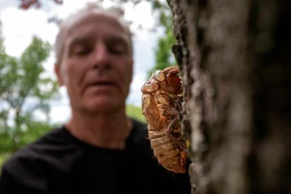 El entomólogo Michael Raupp frente a una cicada en la Universidad de Maryland.