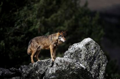 Lobo en el Centro del lobo ibérico de Castilla y León Félix Rodriguez de la Fuente en Robledo, Puebla de Sanabria.
