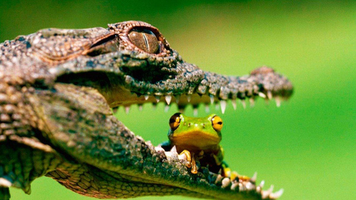 Anfibios y reptiles: diferencias y similitudes