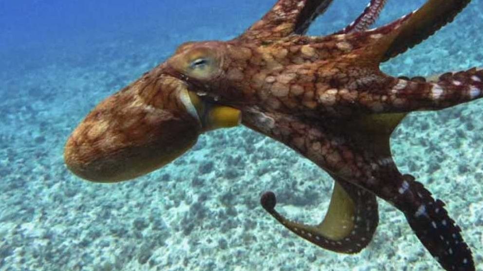 Cuántos corazones y cerebros tiene un pulpo