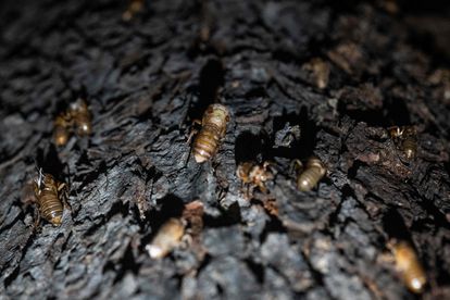 Un grupo de cigarras el jueves pasado en el pueblo de Chevy Chase, Maryland.