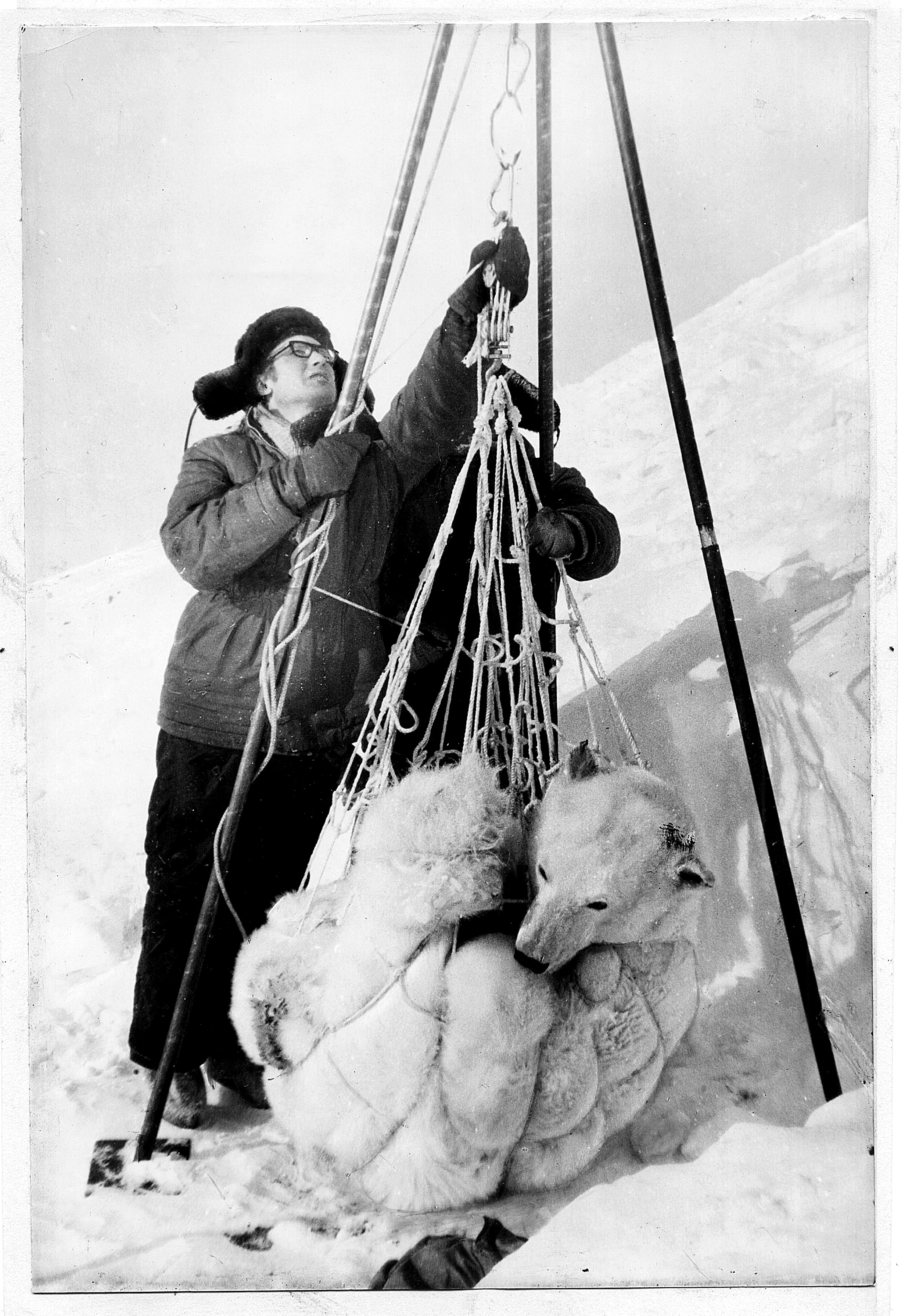 Stas Biélikov, compañero de expedición de Shentalinski, pesa una osa en una foto del libro 'Mi amor, la osa blanca'.