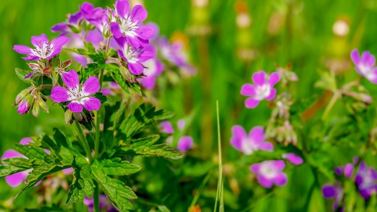 Las plantas de exterior que mejor resisten el calor del verano