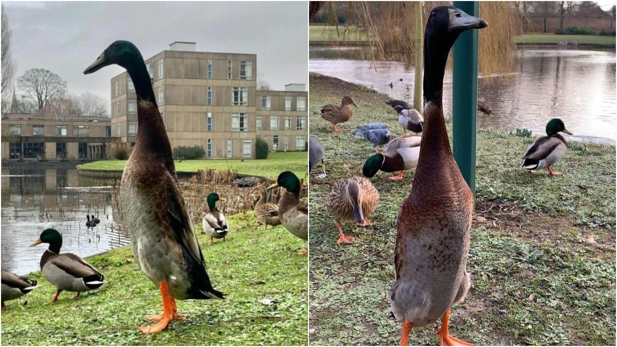 Long Boi, el pato gigante adoptado por los alumnos de la Universidad de York