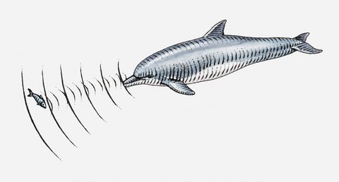 Ilustración de dolpin usando ecolocalización para localizar peces.