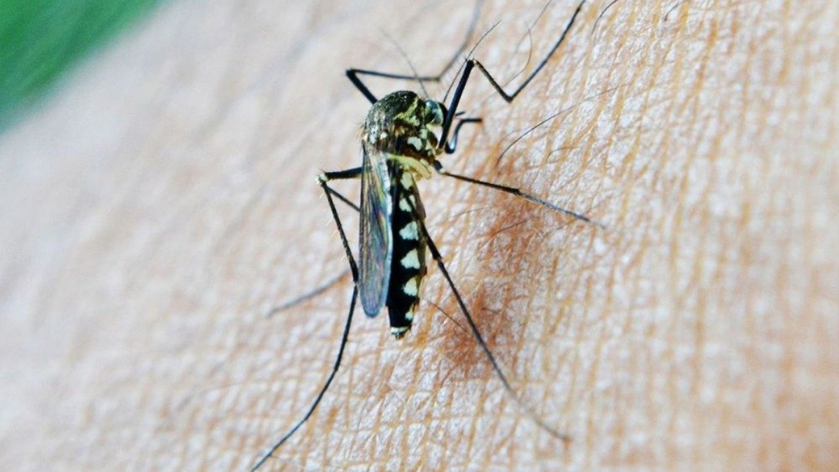 Mosquitos: ¿Cuánto tiempo viven?