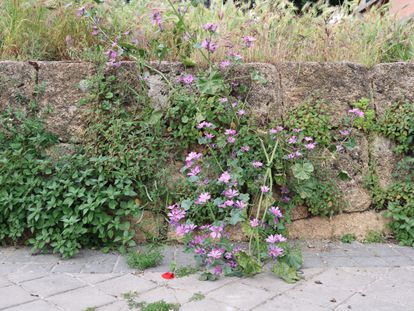 Malva común (Malva sylvestris) en el centro, hierba caracolera (Paretaria judaica) y cebadilla ratonera (Hordeum murinum) al fondo, en una calle de Madrid.