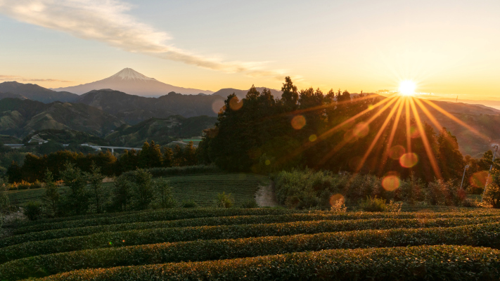 Rakuten y Beyond Next invierten un financiamiento inicial de $ 1M en la startup de la granja a la mesa Secai Marche
