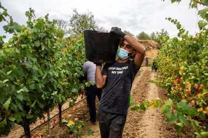 Temporeros trabajando en la vendimia en la localidad de Lapuebla de Labarca, en la Rioja Alavesa.