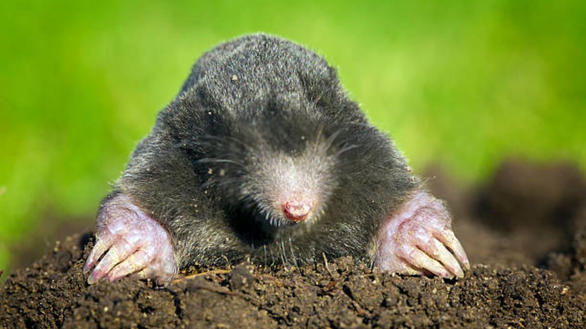 curiosidades, dónde viven y sus características