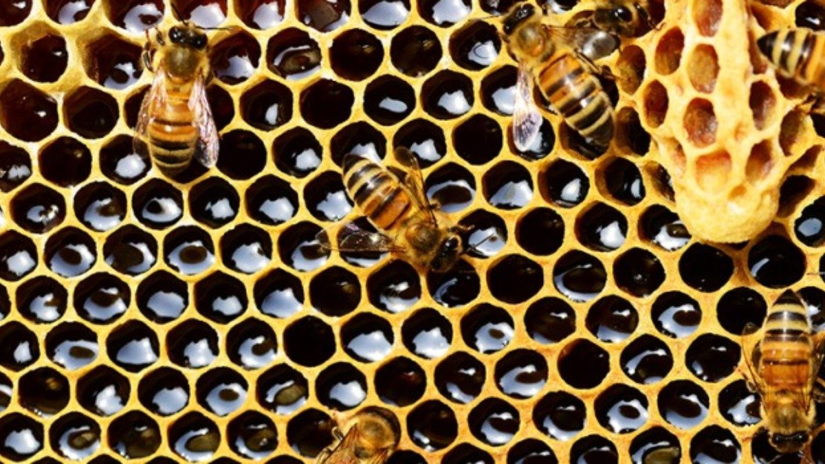 ¿Cómo producen la miel las abejas?