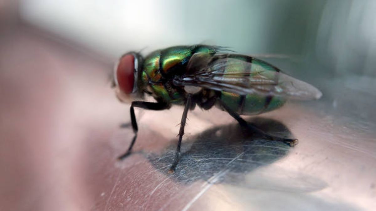 ¿Cuál es el tiempo de vida de una mosca?