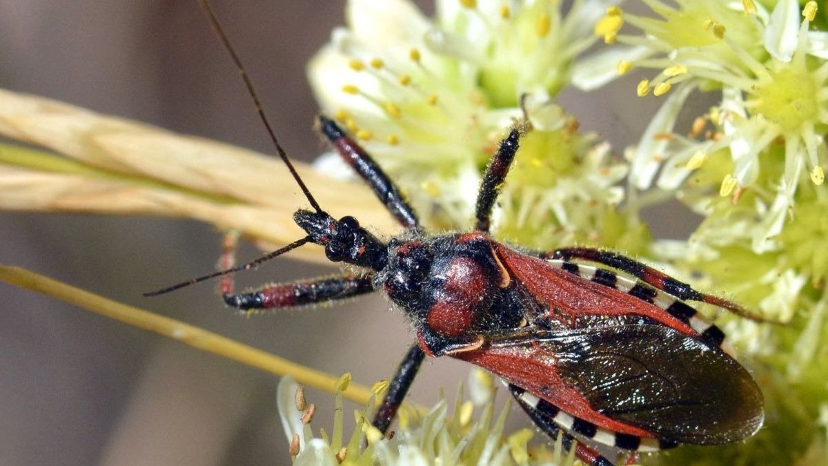 ¿Qué son las chinches asesinas que se están expandiendo por España?