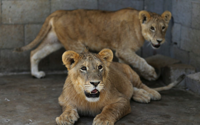 Leona muere por Covid-19 en un zoológico de la India