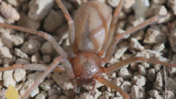 arañas más peligrosas