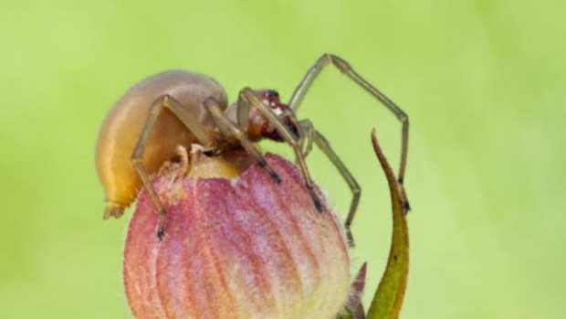 arañas más peligrosas