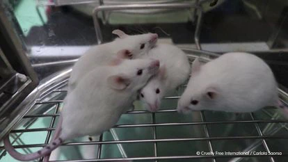 Ratones retratados por un empleado del laboratorio Vivotecnia, en Madrid.