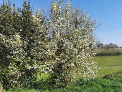 Un peral muy antiguo en el Forêt de Higas, uno de los mayores bosques comestibles de Europa