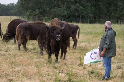 Alberto Herranz da de comer pienso a su manada de bisontes.