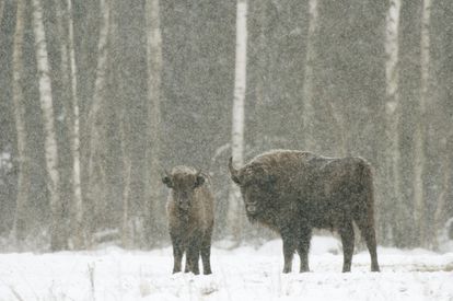 Dos bisontes europeos, en el parque nacional de Bialowieza, en Polonia.
