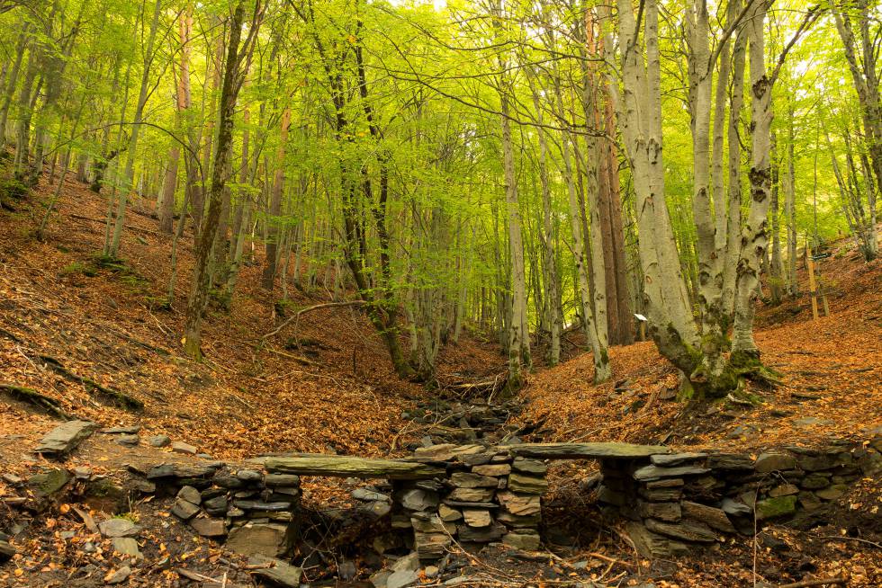 El hayedo de la Tejera Negra, en Guadalajara.
