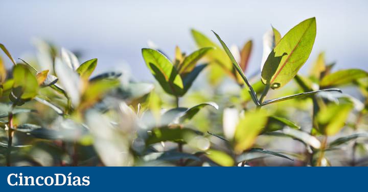 Cuando la economía es bio