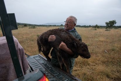 Alberto Herranz acarrea una cría de bisonte enferma por un ataque de garrapatas en su finca de Cubillo (Segovia).