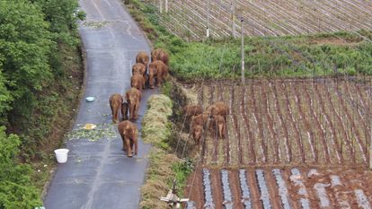 Los paquidermos deambulan por las tierras de cultivo del municipio de Shuanghe, en una imagen tomada el pasado 4 de junio.