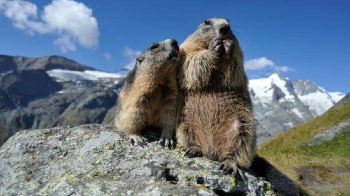 cuánto duerme, dónde vive y otros detalles