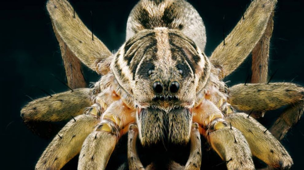 qué es, dónde vive y otras curiosidades