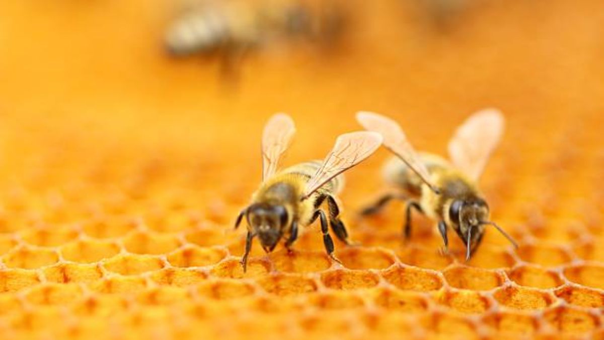 trucos, consejos y repelentes naturales