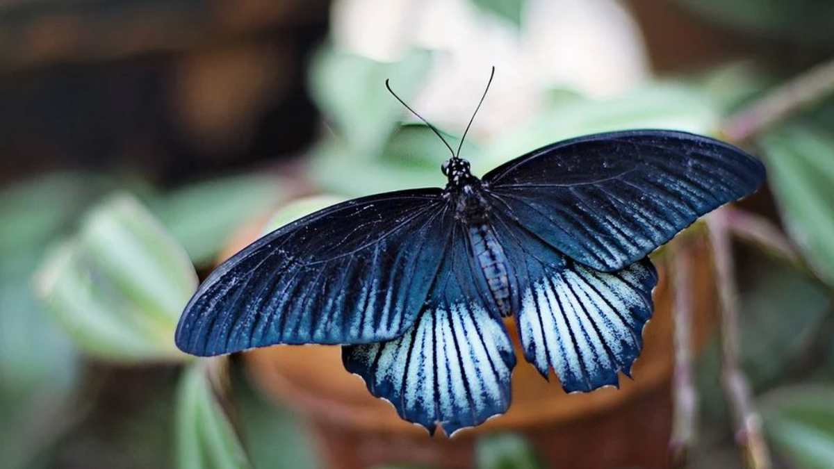 ¿Cuál es la leyenda de la mariposa azul?