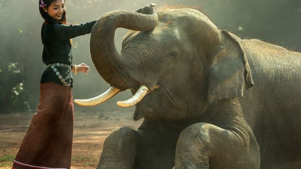 ¿Qué diferencias hay entre los animales salvajes y los domésticos?