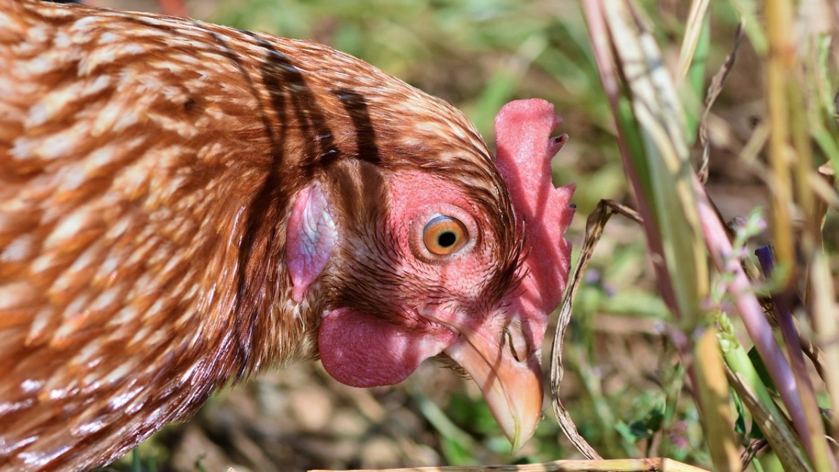 ¿Qué fue primero, el huevo o la gallina? La ciencia responde