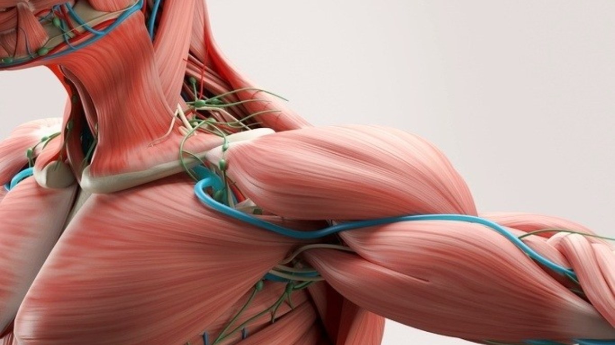 ¿Qué son los tejidos del cuerpo humano y cuáles son?