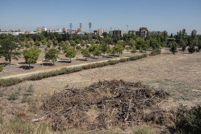 Ramas partidas acumuladas en un pinar aledaño al Parque de las Cruces, en Aluche.