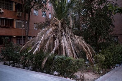 Una palmera partida en la plaza de Martínez Olmedilla, en Vallecas.