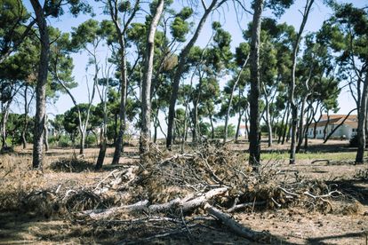 Árboles y ramas partidas este jueves en un pinar aledaño al Parque de las Cruces, en Aluche.