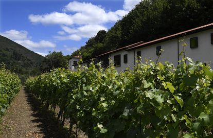 Contigua al parador, a los clientes hospedados se les ofrece una visita por los viñedos de la Bodega Monasterio de Corias. La denominación de origen protegida Cangas cuenta con 40 hectáreas de cultivo. Rueda, en Castilla y León, con 18.000