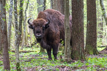 Un bisonte europeo en el parque nacional de Bialowieza (Polonia).