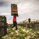 Trabajadores inmigrantes en un campo de Valencia, el pasado lunes.