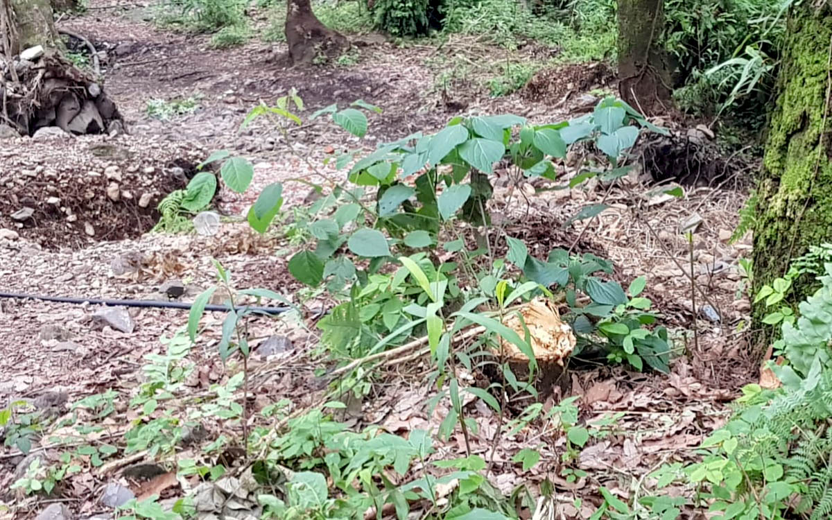 Comuneros de Cuernavaca construyen calles dentro del Corredor Biológico Chichinautzin